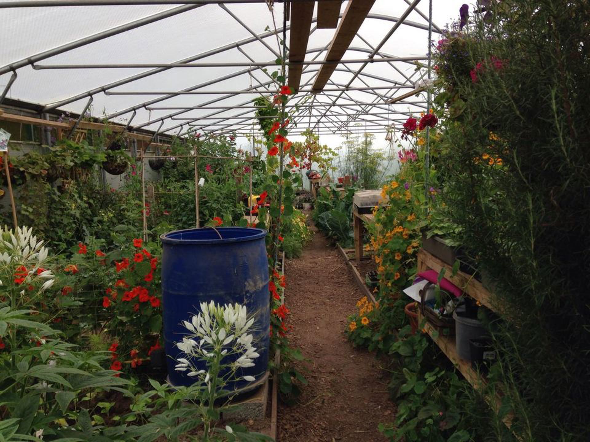 Stronsay Community Greenhouse 3