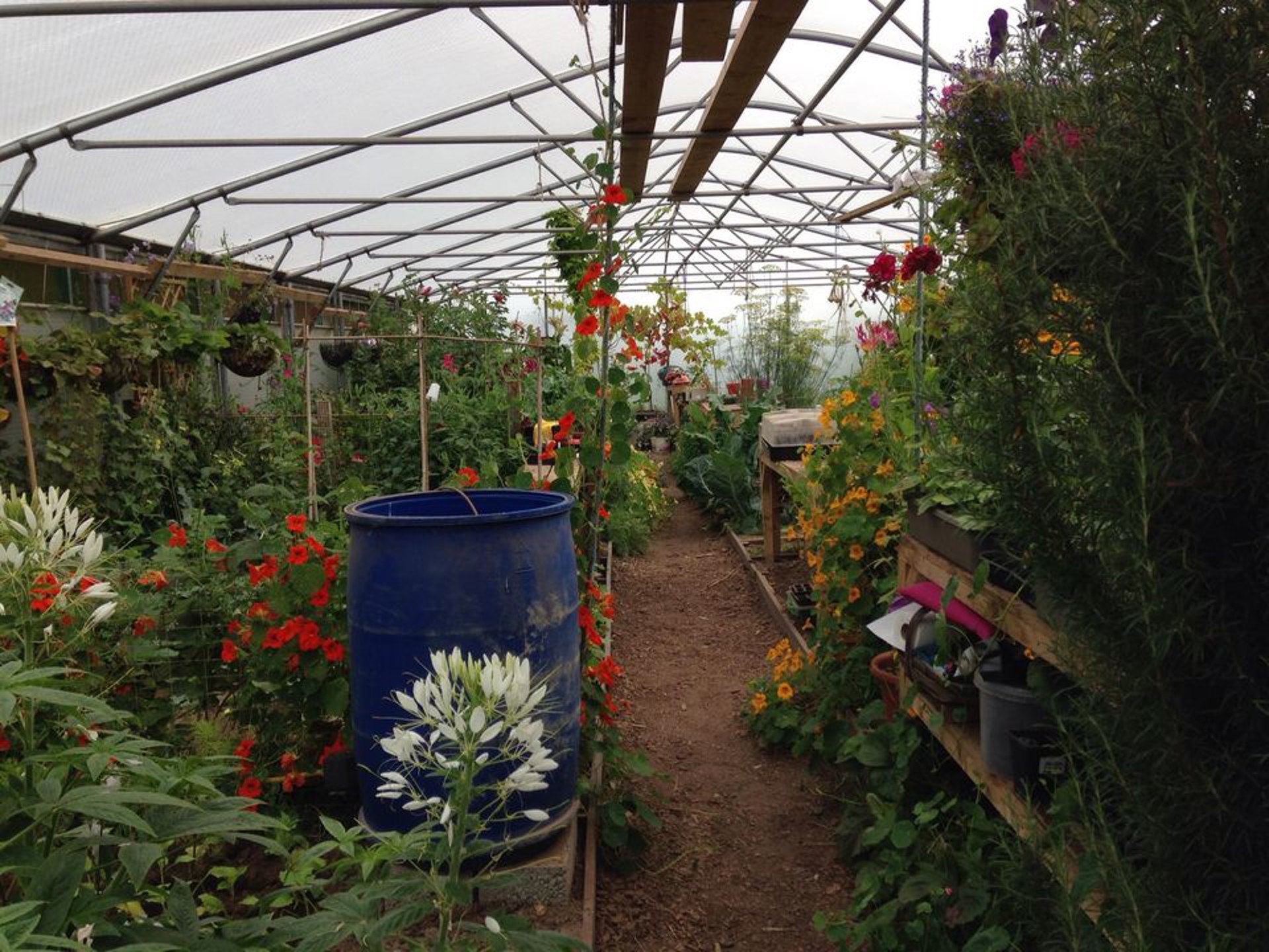 Background image - Stronsay Community Greenhouse 3