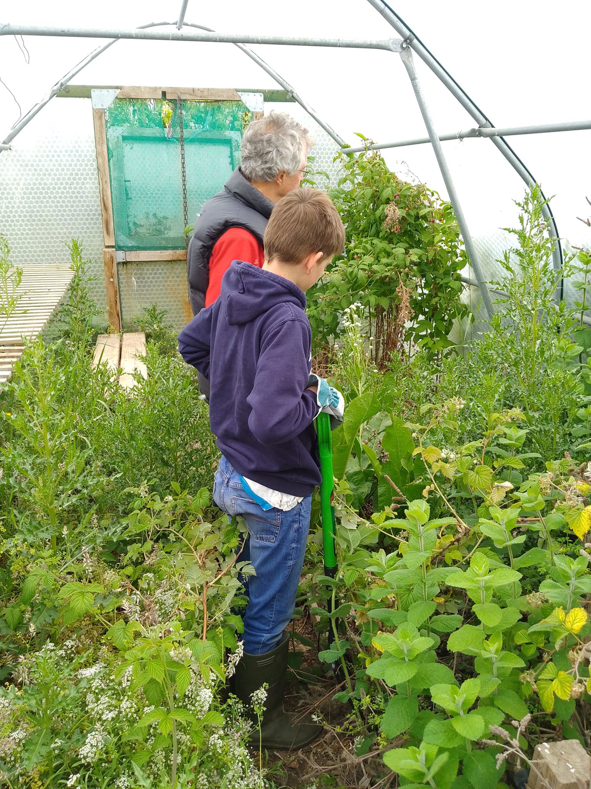 Stronsay Community Greenhouse 2